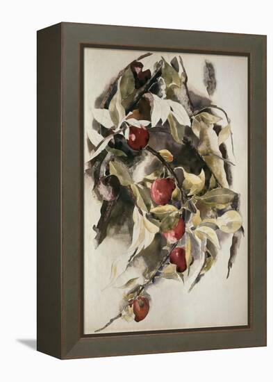 Plums, 1925 (W/C & Graphite on Wove Paper)-Charles Demuth-Framed Premier Image Canvas