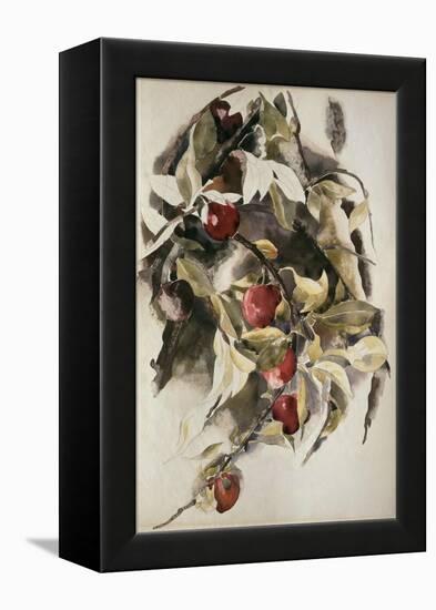 Plums, 1925 (W/C & Graphite on Wove Paper)-Charles Demuth-Framed Premier Image Canvas