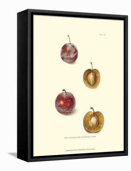Plums II-null-Framed Stretched Canvas