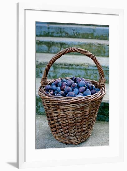 Plums in a basket, Southern Bohemia, Czech Republic-null-Framed Photographic Print