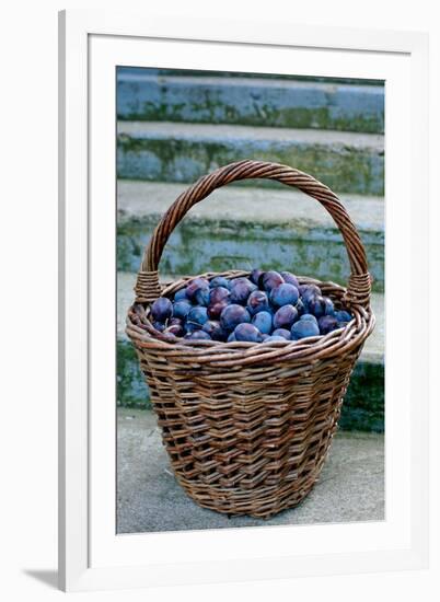 Plums in a basket, Southern Bohemia, Czech Republic-null-Framed Photographic Print