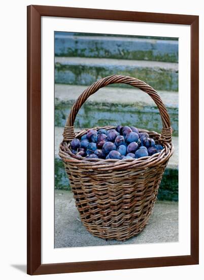 Plums in a basket, Southern Bohemia, Czech Republic-null-Framed Photographic Print