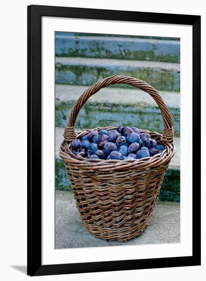 Plums in a basket, Southern Bohemia, Czech Republic-null-Framed Photographic Print