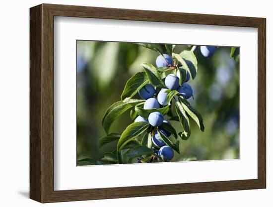 Plums in the Tree with Frickingen, Lake of Constance, Baden-Wurttemberg, Germany-Ernst Wrba-Framed Photographic Print