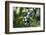 Plums in the Tree with Frickingen, Lake of Constance, Baden-Wurttemberg, Germany-Ernst Wrba-Framed Photographic Print