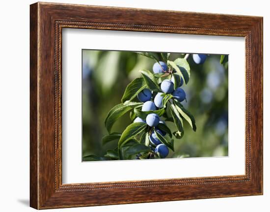 Plums in the Tree with Frickingen, Lake of Constance, Baden-Wurttemberg, Germany-Ernst Wrba-Framed Photographic Print