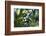 Plums in the Tree with Frickingen, Lake of Constance, Baden-Wurttemberg, Germany-Ernst Wrba-Framed Photographic Print