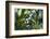 Plums in the Tree with Frickingen, Lake of Constance, Baden-Wurttemberg, Germany-Ernst Wrba-Framed Photographic Print