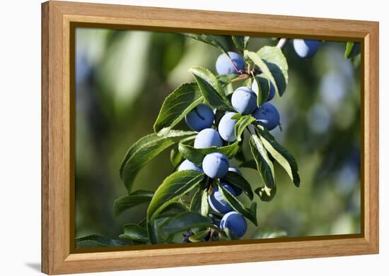 Plums in the Tree with Frickingen, Lake of Constance, Baden-Wurttemberg, Germany-Ernst Wrba-Framed Premier Image Canvas