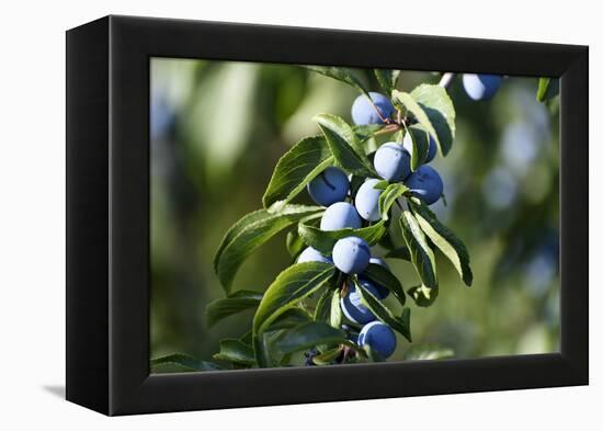 Plums in the Tree with Frickingen, Lake of Constance, Baden-Wurttemberg, Germany-Ernst Wrba-Framed Premier Image Canvas