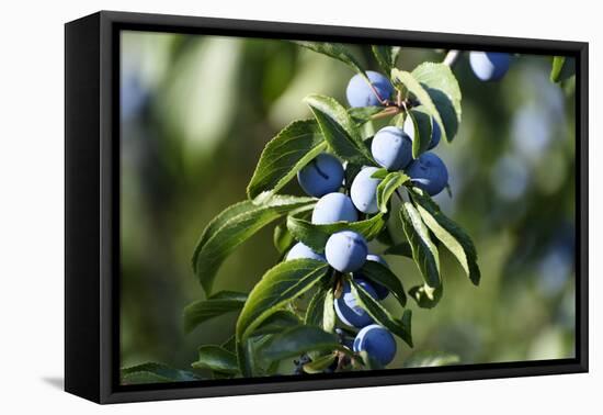 Plums in the Tree with Frickingen, Lake of Constance, Baden-Wurttemberg, Germany-Ernst Wrba-Framed Premier Image Canvas