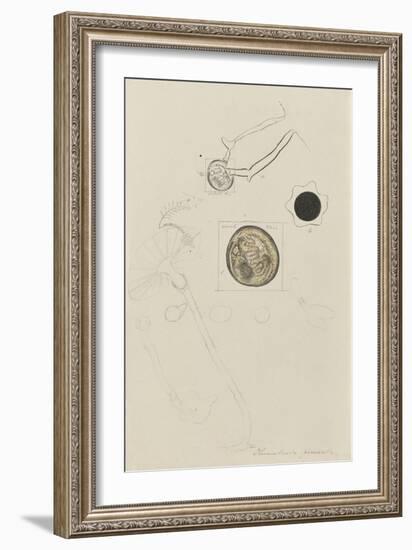 Plumularia Pinnata: Hydroid-Philip Henry Gosse-Framed Giclee Print