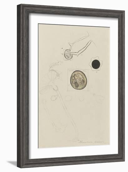 Plumularia Pinnata: Hydroid-Philip Henry Gosse-Framed Giclee Print