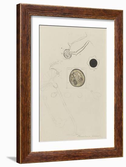 Plumularia Pinnata: Hydroid-Philip Henry Gosse-Framed Giclee Print