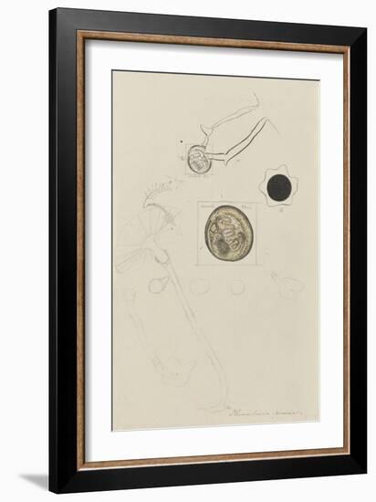 Plumularia Pinnata: Hydroid-Philip Henry Gosse-Framed Giclee Print