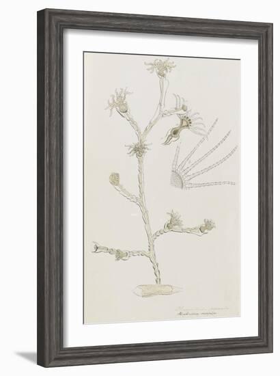 Plumularia Pinnata: Hydrozoan-Philip Henry Gosse-Framed Giclee Print