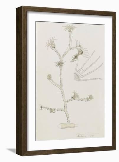 Plumularia Pinnata: Hydrozoan-Philip Henry Gosse-Framed Giclee Print