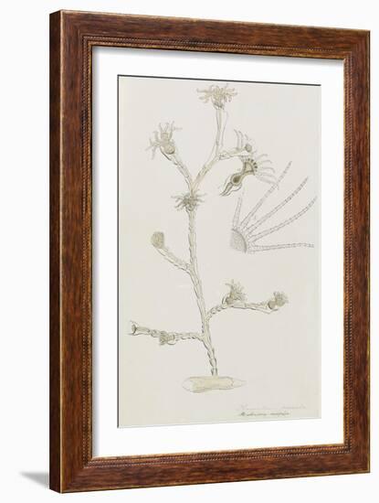 Plumularia Pinnata: Hydrozoan-Philip Henry Gosse-Framed Giclee Print