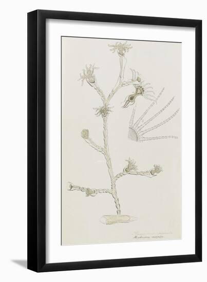 Plumularia Pinnata: Hydrozoan-Philip Henry Gosse-Framed Giclee Print