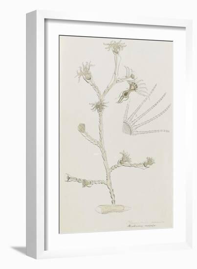 Plumularia Pinnata: Hydrozoan-Philip Henry Gosse-Framed Giclee Print