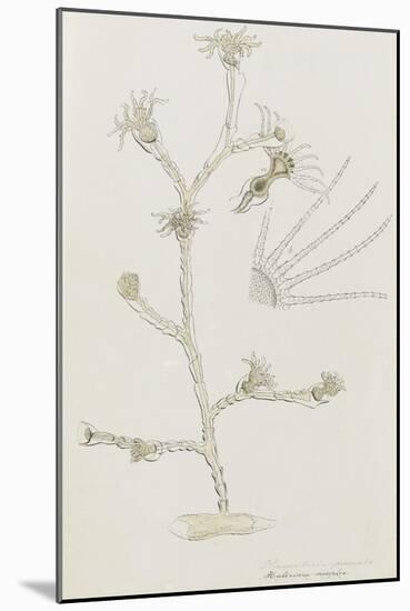 Plumularia Pinnata: Hydrozoan-Philip Henry Gosse-Mounted Giclee Print