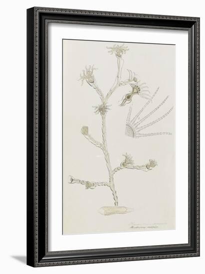 Plumularia Pinnata: Hydrozoan-Philip Henry Gosse-Framed Giclee Print