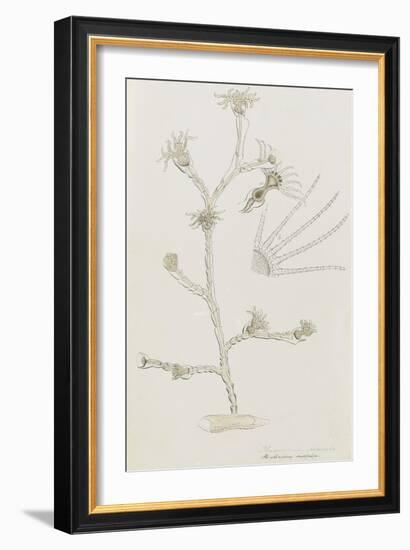 Plumularia Pinnata: Hydrozoan-Philip Henry Gosse-Framed Giclee Print