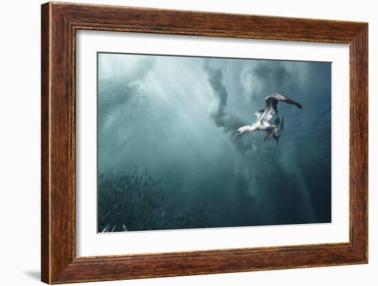 Plunge Diver-Alexander Safonov-Framed Giclee Print