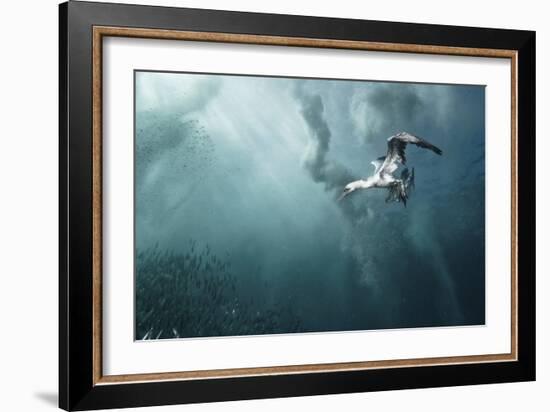 Plunge Diver-Alexander Safonov-Framed Giclee Print