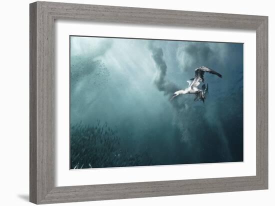 Plunge Diver-Alexander Safonov-Framed Giclee Print