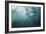 Plunge Diver-Alexander Safonov-Framed Giclee Print