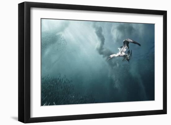 Plunge Diver-Alexander Safonov-Framed Giclee Print