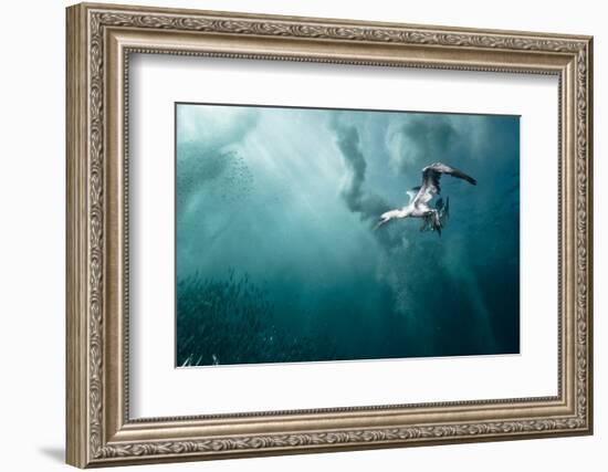 plunge diver-Alexander Safonov-Framed Photographic Print