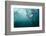 plunge diver-Alexander Safonov-Framed Photographic Print