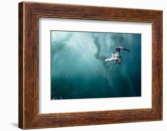 plunge diver-Alexander Safonov-Framed Photographic Print