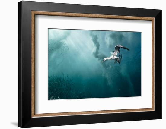 plunge diver-Alexander Safonov-Framed Photographic Print