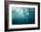 plunge diver-Alexander Safonov-Framed Photographic Print