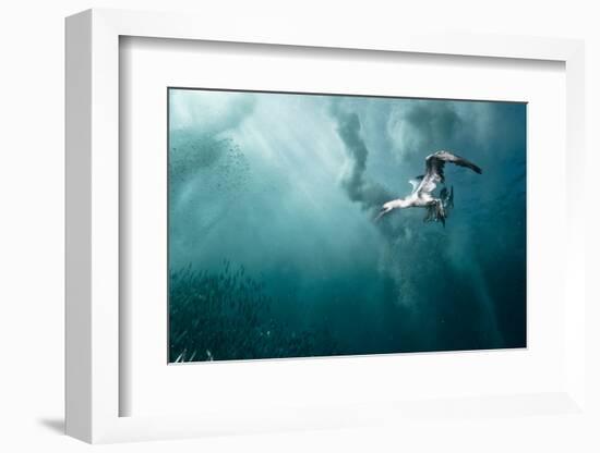 plunge diver-Alexander Safonov-Framed Photographic Print