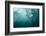 plunge diver-Alexander Safonov-Framed Photographic Print