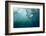 plunge diver-Alexander Safonov-Framed Photographic Print