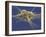 Pluripotent Stem Cell, SEM-Steve Gschmeissner-Framed Photographic Print