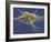 Pluripotent Stem Cell, SEM-Steve Gschmeissner-Framed Photographic Print