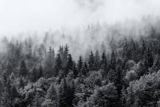 Misty Forests of Evergreen Coniferous Trees in an Ethereal Landscape with Low Laying Mist or Cloud-PlusONE-Photographic Print