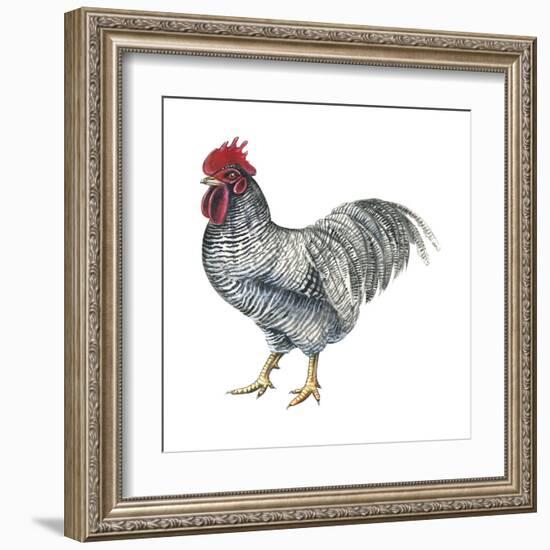 Plymouth Rock (Gallus Gallus Domesticus), Rooster, Poultry, Birds-Encyclopaedia Britannica-Framed Art Print