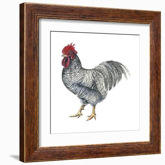 Plymouth Rock (Gallus Gallus Domesticus), Rooster, Poultry, Birds-Encyclopaedia Britannica-Framed Art Print