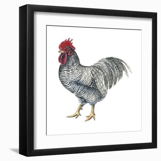 Plymouth Rock (Gallus Gallus Domesticus), Rooster, Poultry, Birds-Encyclopaedia Britannica-Framed Art Print