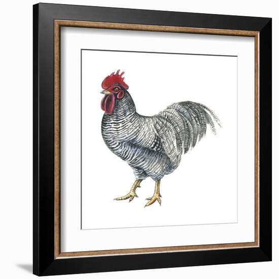 Plymouth Rock (Gallus Gallus Domesticus), Rooster, Poultry, Birds-Encyclopaedia Britannica-Framed Art Print