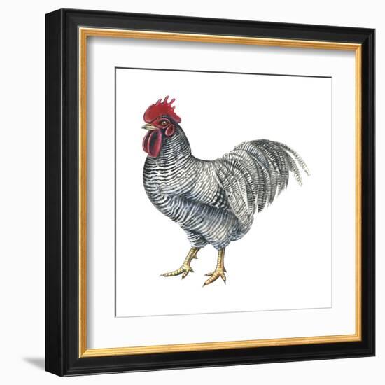 Plymouth Rock (Gallus Gallus Domesticus), Rooster, Poultry, Birds-Encyclopaedia Britannica-Framed Art Print