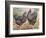 Plymouth Rocks-J^ W^ Ludlow-Framed Premium Giclee Print