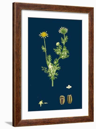 Poa Caesia; Caesious Meadow-Grass-null-Framed Giclee Print